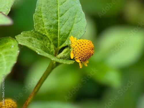 Small Yellow Button Flower Bud with Delicate Petals and Green Leaves in Soft Focus Background