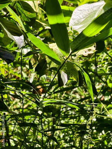 Sunlight Filtering Through Lush Green Bamboo Leaves and Vines 120822