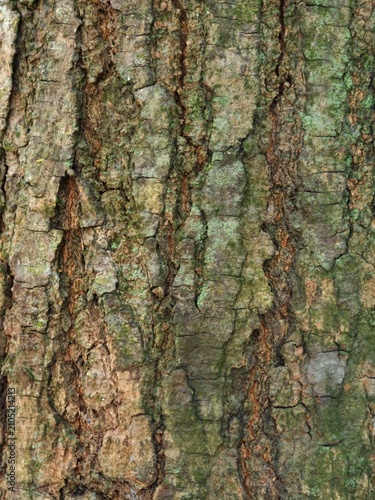 Textured close-up of rough tree bark with green moss and brown earthy tones, displaying natural patterns and crevices