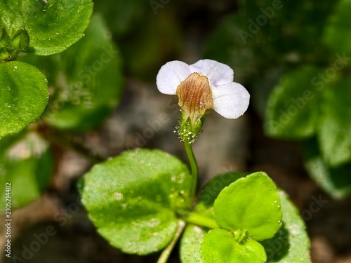 Tiny delicate white flower with a brown center blooming amidst lush green leaves and a blurred earthy background