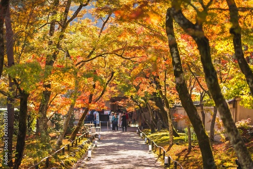 an avenue lined with trees adorned in vibrant autumn foliage, with a group of people walking along the path. The sunlight filters through the colorful leaves, in Kyoto, Japan