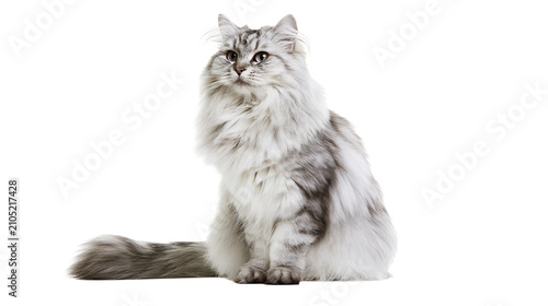 Bilde på lerret Fluffy long-haired grey tabby cat sitting