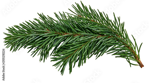 Cuadro en lienzo Green pine branch with sharp needles