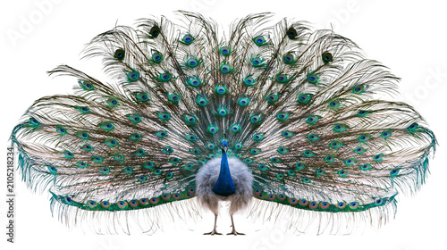 Peacock displaying iridescent fanned tail feathers with eye spots
