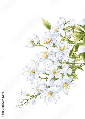 Night blooming Jasmine Flower Hand drawn Illustration
