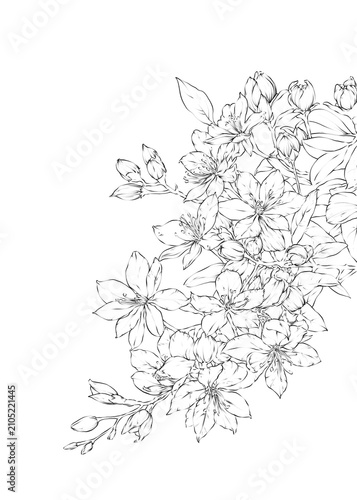Night blooming Jasmine Flower Hand drawn Illustration