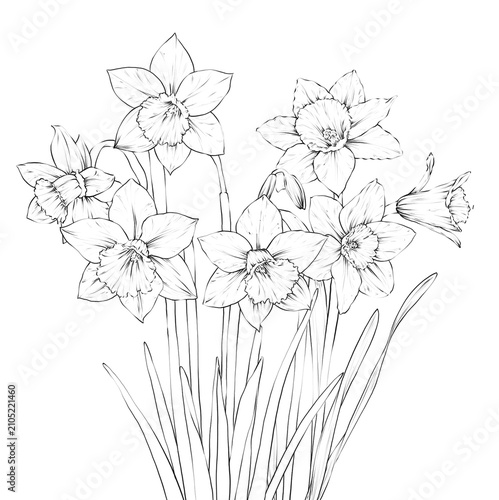Daffodil Flower Hand drawn Illustration