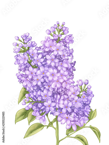 Lilac Flower hand drawn Illustration