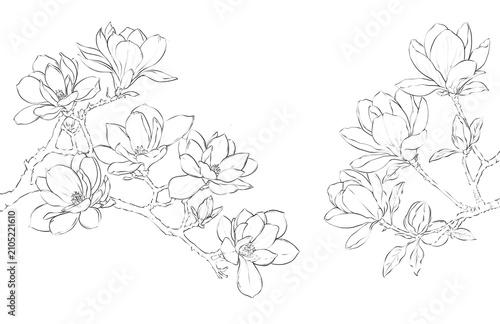 Magnolia Flower Hand drawn Illustration