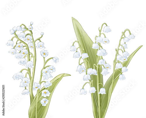 Muguet/Lily of the valley Flower Hand drawn Illustration