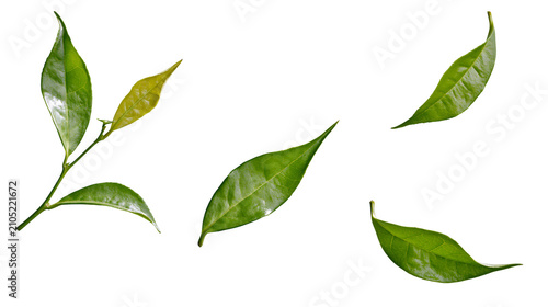 Green tea leaves and branch sprigs
