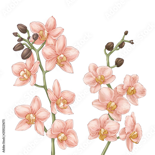 Orchid Flower Hand drawn Illustration