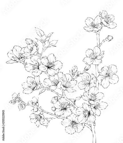 Sakura/ Cherry blossom Flower Hand drawn Illustration