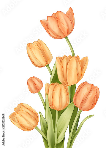 Tulip Flower Hand Drawn Illustration