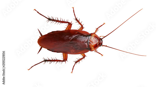 Billede på lærred Brown cockroach with long antennae and spiky legs