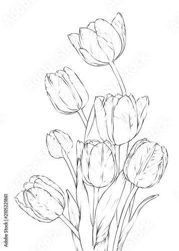 Tulip Flower Hand Drawn Illustration