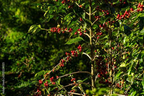 Geisha Coffee plant branches full of ripe red cherries and developing green berries growing at a high-altitude farm in the Boquete region of Chiriqui, Panama, ready for harvest - stock photo