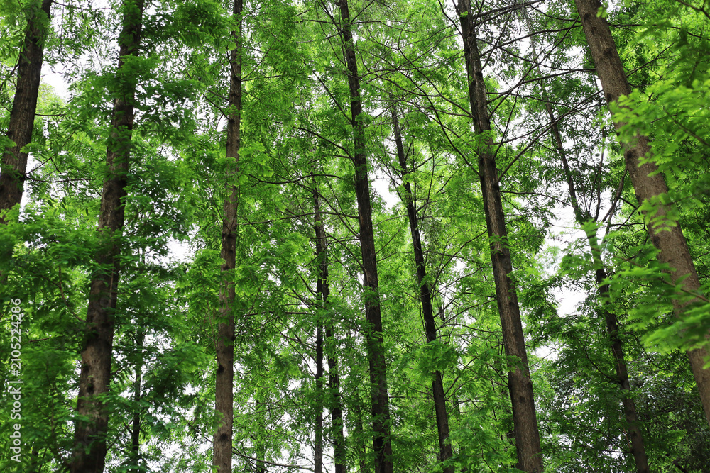 Fototapeta premium Tall green trees growing in a beautiful forest park.