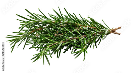 Фотография Fresh green rosemary sprigs with needle-like leaves