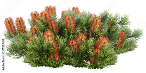 Konstfotografi Banksia ericifolia Isolated PNG, Orange Flowering Evergreen Shrub, Transparent B
