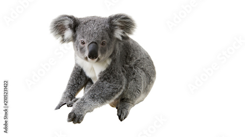 Photography Fluffy grey koala bear with white chest fur