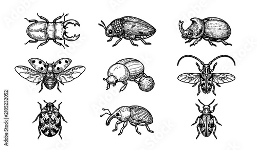 Foto Vintage beetle insect engraving style vector set with wings body parts and wildl