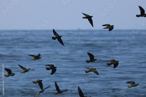 Summer sky, the sea, and white-bellied green pigeons
