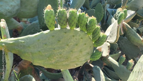 Close-up of a green opuntia cactus pad with unripe fruits growing along the edge in natural sunlight.