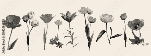 Flower row with stipple photocopy halftone effect on warm beige. Grunge tulip and peony stems in gritty dotted noise texture. Vector collage set of stippled flowers for vintage poster and print
