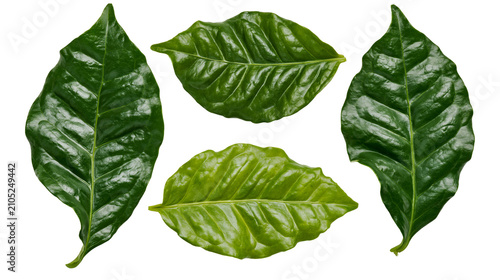 Tableau sur toile Three glossy green coffee leaves with prominent veins