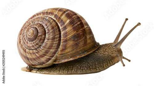 Bild auf Leinwand Garden snail with brown spiral shell and antennae