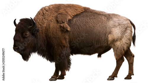 Photography American Bison with shaggy brown fur and horns