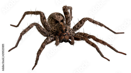 Hairy brown spider with eight legs on white