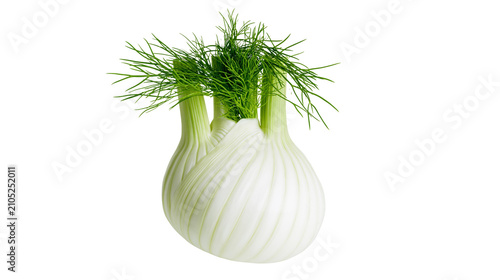 Schilderij op canvas Fresh fennel bulbs with green feathery fronds