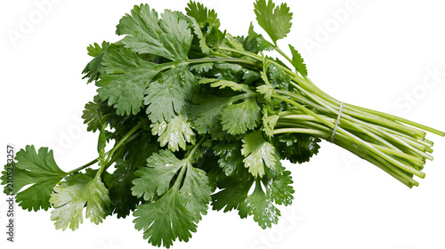 Fotografie Fresh cilantro bunch with green leaves and stems