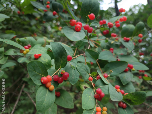 Obraz na plátne Tatar honeysuckle with orange berries in the park