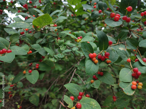 Foto Tatar honeysuckle with orange berries in the park
