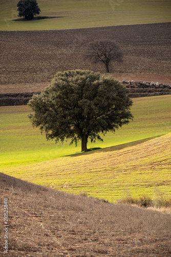 Rolling agricultural hills with crop patterns in Granada Spain