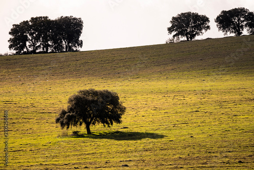 Rolling agricultural hills with crop patterns in Granada Spain