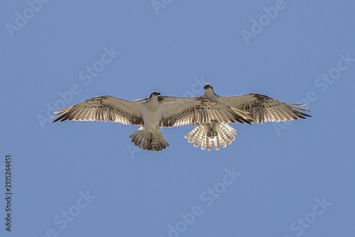 Canvas Print osprey in flight