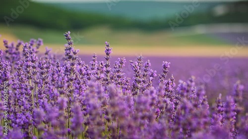 Close up of beautiful blooming lavender flowers swaying in the wind inside a field. Handheld slow motion nature footage for wellness, aromatherapy and organic cosmetics video concept.