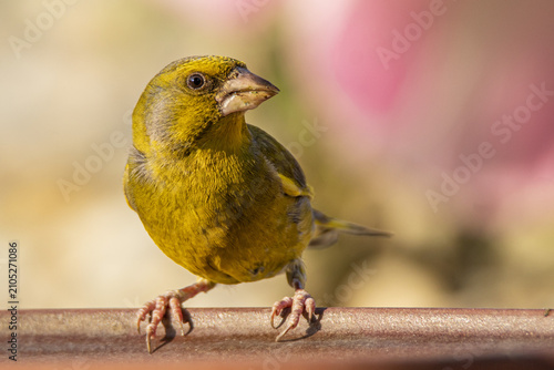 Foto greenfinch on a branch