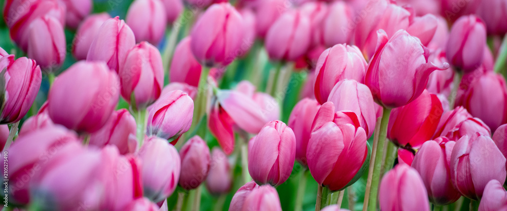 Obraz premium Banner Pink tulip flower blossom botanical garden beautiful petal floral green park. Pastel tulip blossom bloom flower plant with copy space. Panorama Pink bloom amazing landscape spring gardening