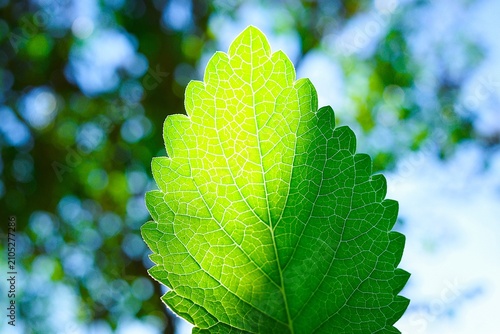 green leaf with blue sky