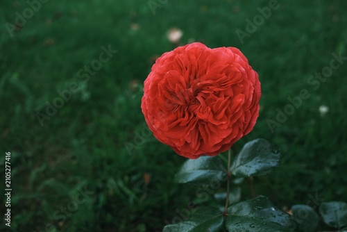 red rose blooming in the garden