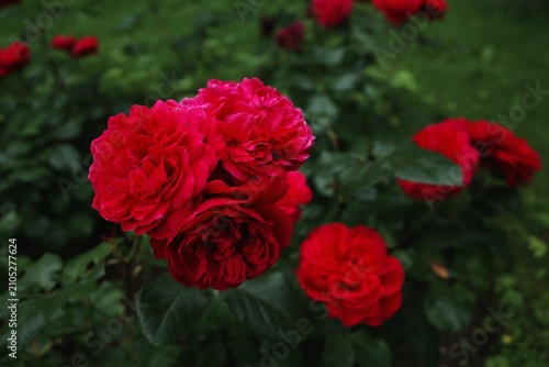 red roses blooming in garden
