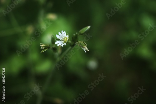 white flower blooming in the grass