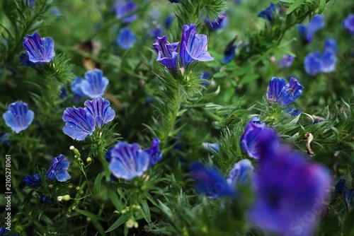 blue flowers blooming in the garden