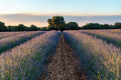 Dirt path leading to a green tree in lavender field