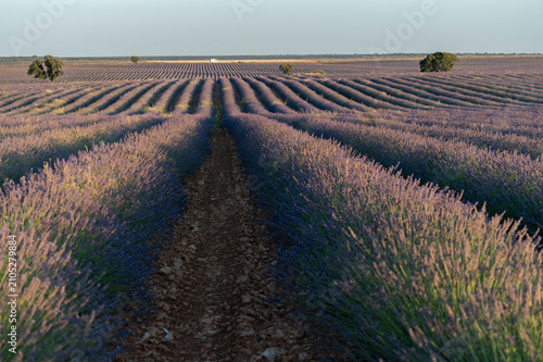 Wide prospective view of lavender field rows at dusk